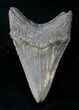 Sharply Serrated Lower Megalodon Tooth #20789-2